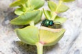 Cuckoo wasp, Chrysis sp., resting on a green leaf