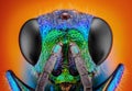 Cuckoo wasp (Holopyga generosa) taken with 10x microscope objective