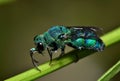 A Cuckoo wasp on a plant stem.