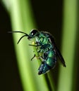 A Cuckoo wasp reaching the end of a plant stem.