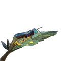Cuckoo wasp Trichrysis cyanea adult female Royalty Free Stock Photo
