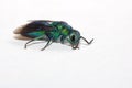 Cuckoo Wasp