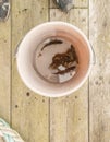 Cuckoo wrasse in a bucket with water Royalty Free Stock Photo