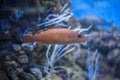 Cuckoo wrasse female or labrus mixtus Royalty Free Stock Photo