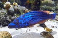 Cuckoo wrasse (Labrus mixtus) Royalty Free Stock Photo