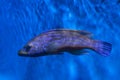 Cuckoo wrasse Labrus mixtus. Royalty Free Stock Photo