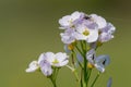 Cuckooflower cardamine pratensis Royalty Free Stock Photo