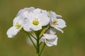 Cuckooflower cardamine pratensis Royalty Free Stock Photo