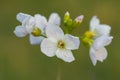 Cuckooflower cardamine pratensis Royalty Free Stock Photo