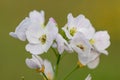 Cuckooflower cardamine pratensis Royalty Free Stock Photo