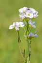 Cuckooflower cardamine pratensis Royalty Free Stock Photo
