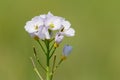 Cuckooflower cardamine pratensis Royalty Free Stock Photo