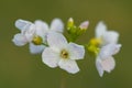 Cuckooflower cardamine pratensis Royalty Free Stock Photo