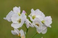 Cuckooflower cardamine pratensis Royalty Free Stock Photo