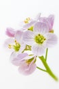 Cuckooflower. Cardamine pratensis Royalty Free Stock Photo