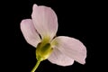 Cuckooflower Cardamine pratensis. Flower Closeup Royalty Free Stock Photo