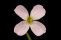 Cuckooflower (Cardamine pratensis). Flower Closeup Royalty Free Stock Photo