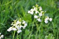 Cuckooflower or Lady`s-smock - Cardamine pratensis Royalty Free Stock Photo