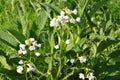 Cuckooflower or Lady`s-smock - Cardamine pratensis Royalty Free Stock Photo