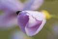 Cuckooflower or lady`s smock Cardamine pratensis flower with b Royalty Free Stock Photo