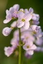 Cuckooflower or lady`s smock Cardamine pratensis flower spike Royalty Free Stock Photo