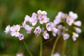 Cuckooflower or lady`s smock Cardamine pratensis flower spikes Royalty Free Stock Photo