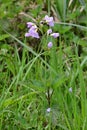 Cuckooflower or Lady`s-smock - Cardamine pratensis, Norfolk Broads, England, UK Royalty Free Stock Photo