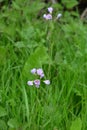 Cuckooflower or Lady`s-smock - Cardamine pratensis, Norfolk Broads, England, UK Royalty Free Stock Photo