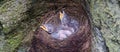 Cuckoos in nest. Royalty Free Stock Photo