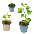 Cucmber plant in pot isolated. healthy young cucumber seedlings potted. realistic illustration of cucumber sprouts and growing Royalty Free Stock Photo