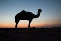 The cucoloris of camel Royalty Free Stock Photo