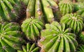 Cuctus, desert plant different shape. Green cuctus texture background Royalty Free Stock Photo