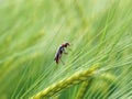 Cucujidae beetle in field Royalty Free Stock Photo