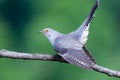 Cuculus canorus, Common Cuckoo