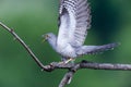 Cuculus canorus, Common Cuckoo