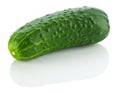 Cucumber