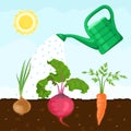 Fresh vegetables roots grow in the soil. Watering can irrigate the garden.