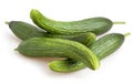 Cucumber