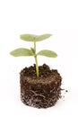 Cucumber baby plant in the brown plastic pot