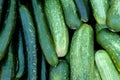 Cucumber background Cucumber harvest. many cucumbers. cucumbers from the field Royalty Free Stock Photo