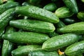 Cucumber background Cucumber harvest. many cucumbers. cucumbers from the field Royalty Free Stock Photo