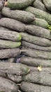 Cucumber background Cucumber harvest. many cucumbers. cucumbers from the field. Royalty Free Stock Photo