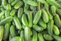 Cucumber background Cucumber harvest. many cucumbers. cucumbers from the field Royalty Free Stock Photo