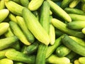 Cucumber background Cucumber harvest. many cucumbers. cucumbers from the field Royalty Free Stock Photo