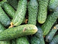 Cucumber background Cucumber harvest. many cucumbers. cucumbers from the field Royalty Free Stock Photo