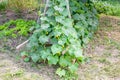 Cucumber bed. Cucumber vines are suspended on a trellis using threads. Growing vegetables Royalty Free Stock Photo