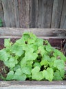 Cucumber bed in an old wooden box