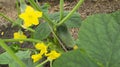 Cucumber bed with cucumbers and yellow flowers Royalty Free Stock Photo