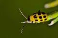 Cucumber beetle displaying antennae overhead view.