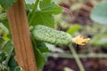 Cucumber being grown